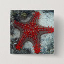 Search for crown badges Ocean