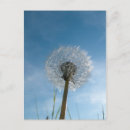 Search for dandelion plant postcards Flower