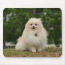 Search for spitz mousepads Pomeranian