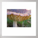 Search for toadstool posters Nature