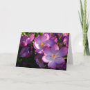 Search for crocus cards Flora
