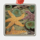 Search for coral reef christmas tree decorations Coast