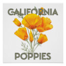Search for california poppy art California state flower