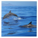 Search for wildlife tiles Ocean