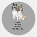Search for sheltie labels Shetland sheepdog