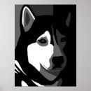 Search for white siberian husky posters Black and white