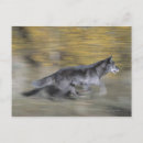 Search for pursuit postcards Motion