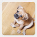 Search for animal crossing stickers Animals