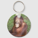 Search for apes round key rings Primates