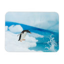 Search for flightless magnets Penguin