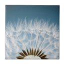 Search for dandelion tiles Flower