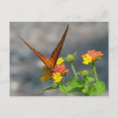 Search for butterfly garden postcards Flowers