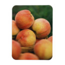 Search for ripe magnets Freshness