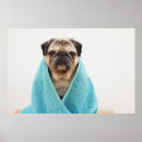 Search for towels posters Dog