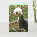 Search for polish chicken Humour