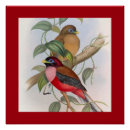 Search for vintage bird illustrations posters Colourful