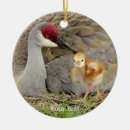 Search for chicks photography Bird