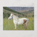 Search for miniature horse Animal