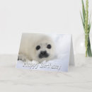 Search for harps cards Harp seal