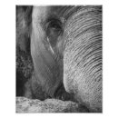 Search for black and white elephant posters Photograph