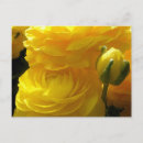 Search for yellows postcards Bright yellow