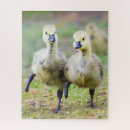 Search for goslings puzzles Goose