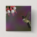 Search for ruby throated badges Male