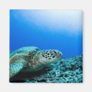 Search for underwater magnets Wildlife