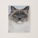 Search for ragdoll cats puzzles Feline