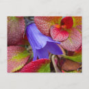 Search for denali postcards United states