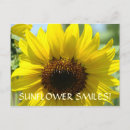 Search for sun flower postcards Sunflowers