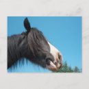 Search for pony photography Ponies