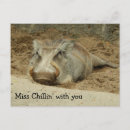 Search for warthog postcards Africa
