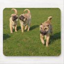 Search for pei electronics Puppies