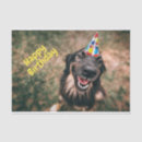 Search for dog tissue paper Birthday