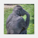 Search for funny chimp magnets Animals