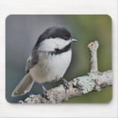 Search for capped chickadee electronics Nature