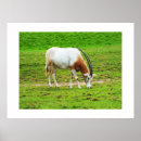 Search for horned mammal art Animal