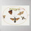 Search for vintage moth illustration posters Butterflies