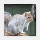 Search for wild squirrel magnets Cute