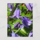 Search for bluebell flowers postcards Blossom