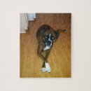 Search for brindle photography Boxer
