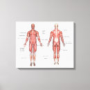 Search for back view posters Muscle