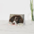 Search for springer Pets