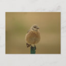 Search for bluebird postcards Songbird