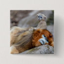 Search for monkey badges Wildlife