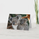 Search for baby koala cards Bear