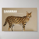 Search for savannah Kitty