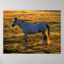 Search for backlit posters Animal