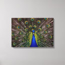 Search for peacock paintings canvas prints Colourful